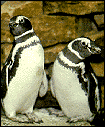 penquins